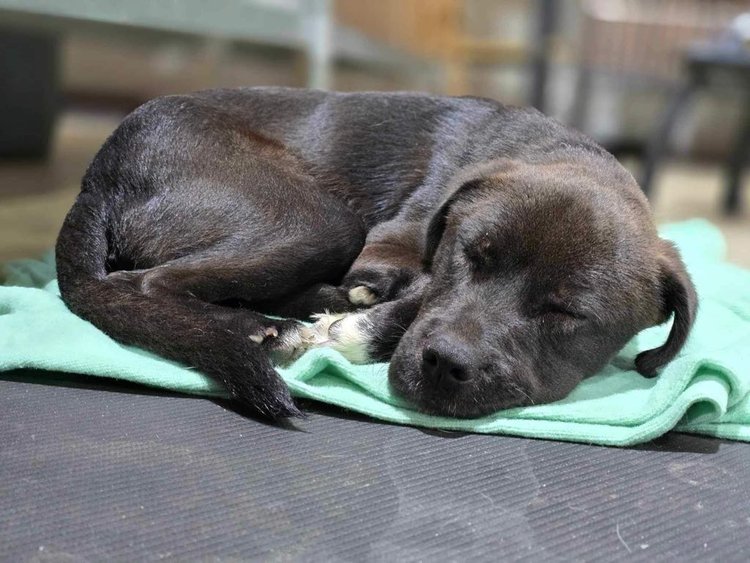 Dog for adoption Kenzie, a Black Labrador Retriever Mix in Hinesburg