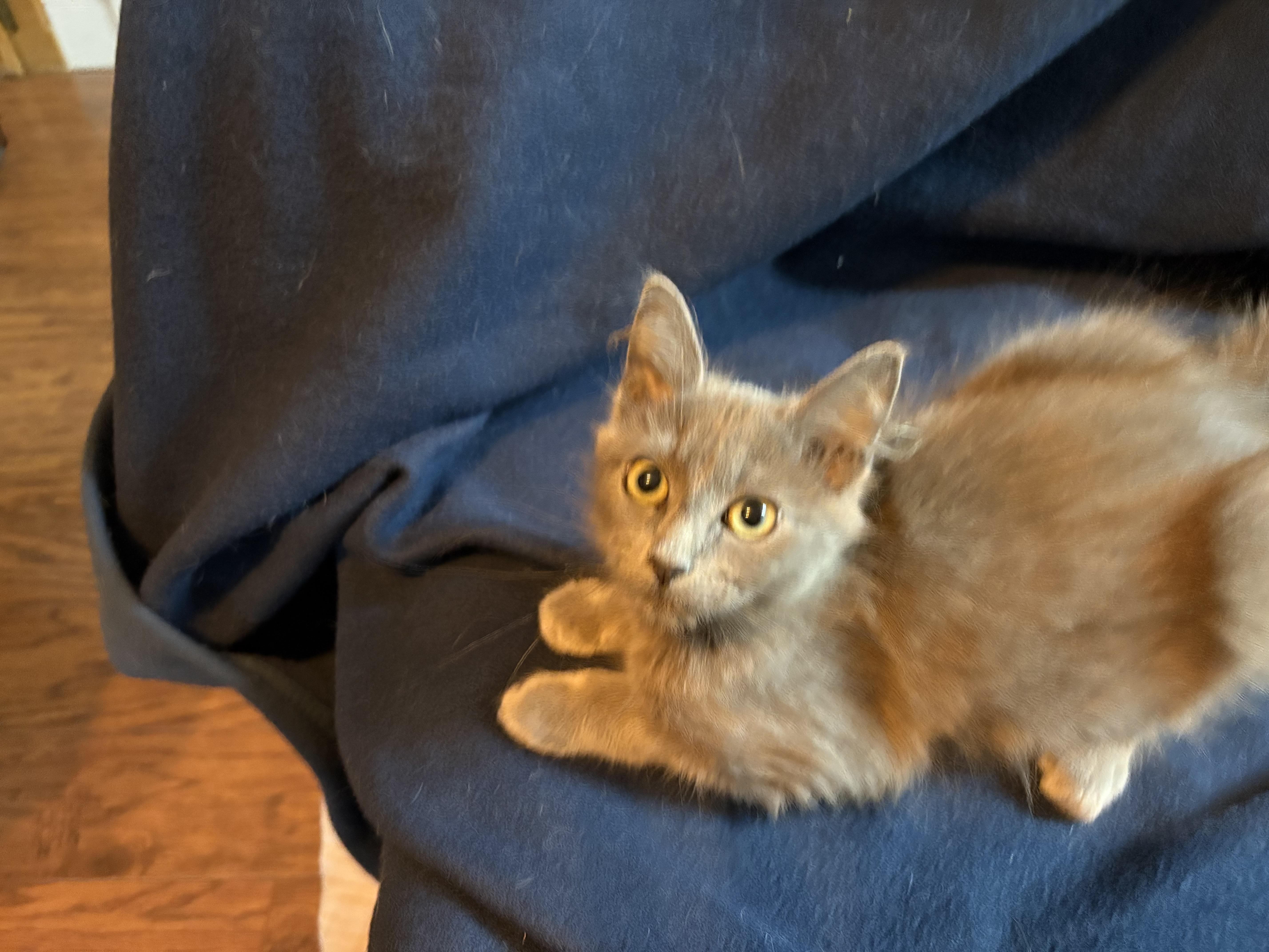 Enlarge Vixen, an adopted mixed breed in Lodi, CA image 1/6