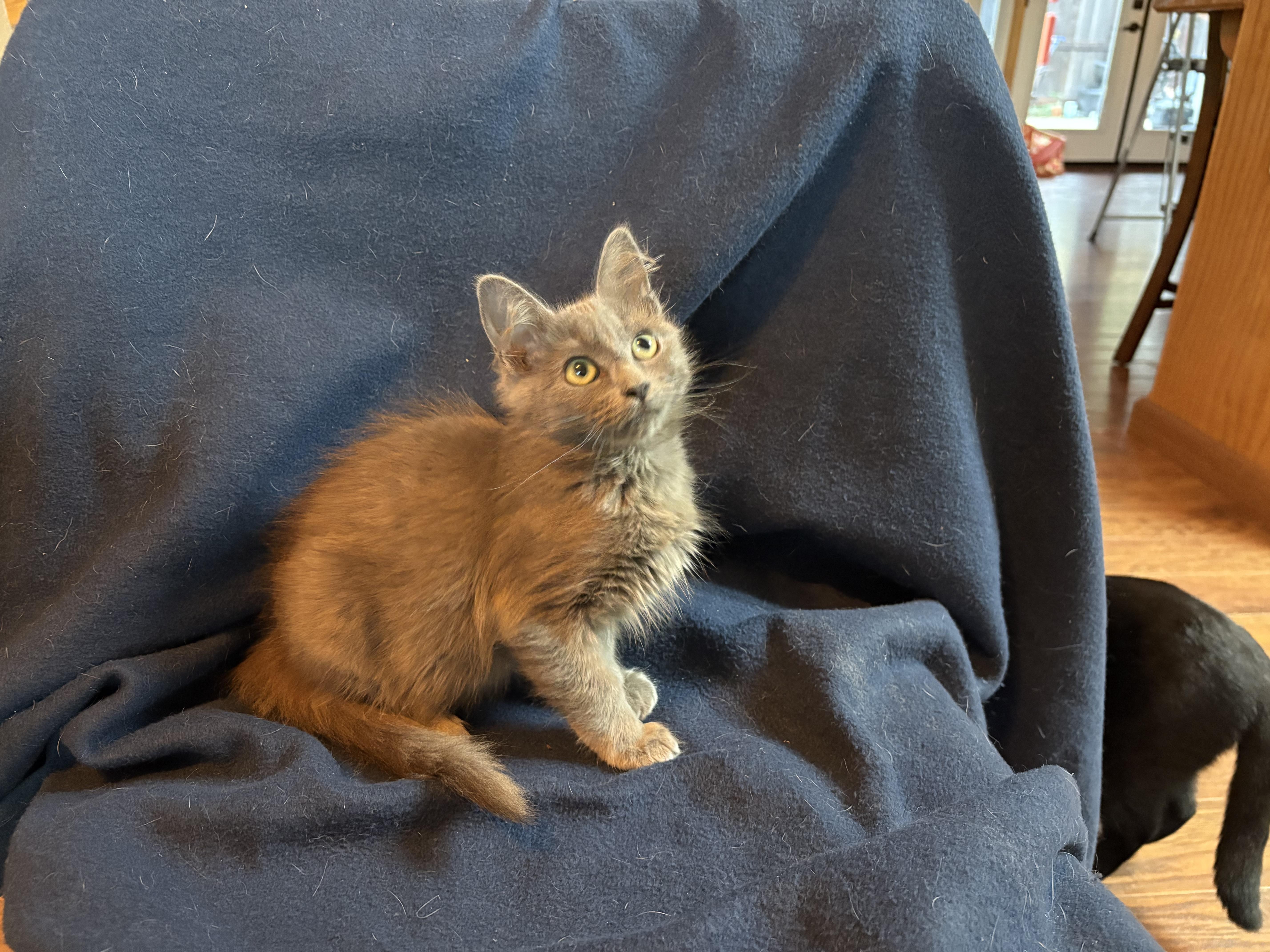 Enlarge Vixen, an adopted mixed breed in Lodi, CA image 2/6