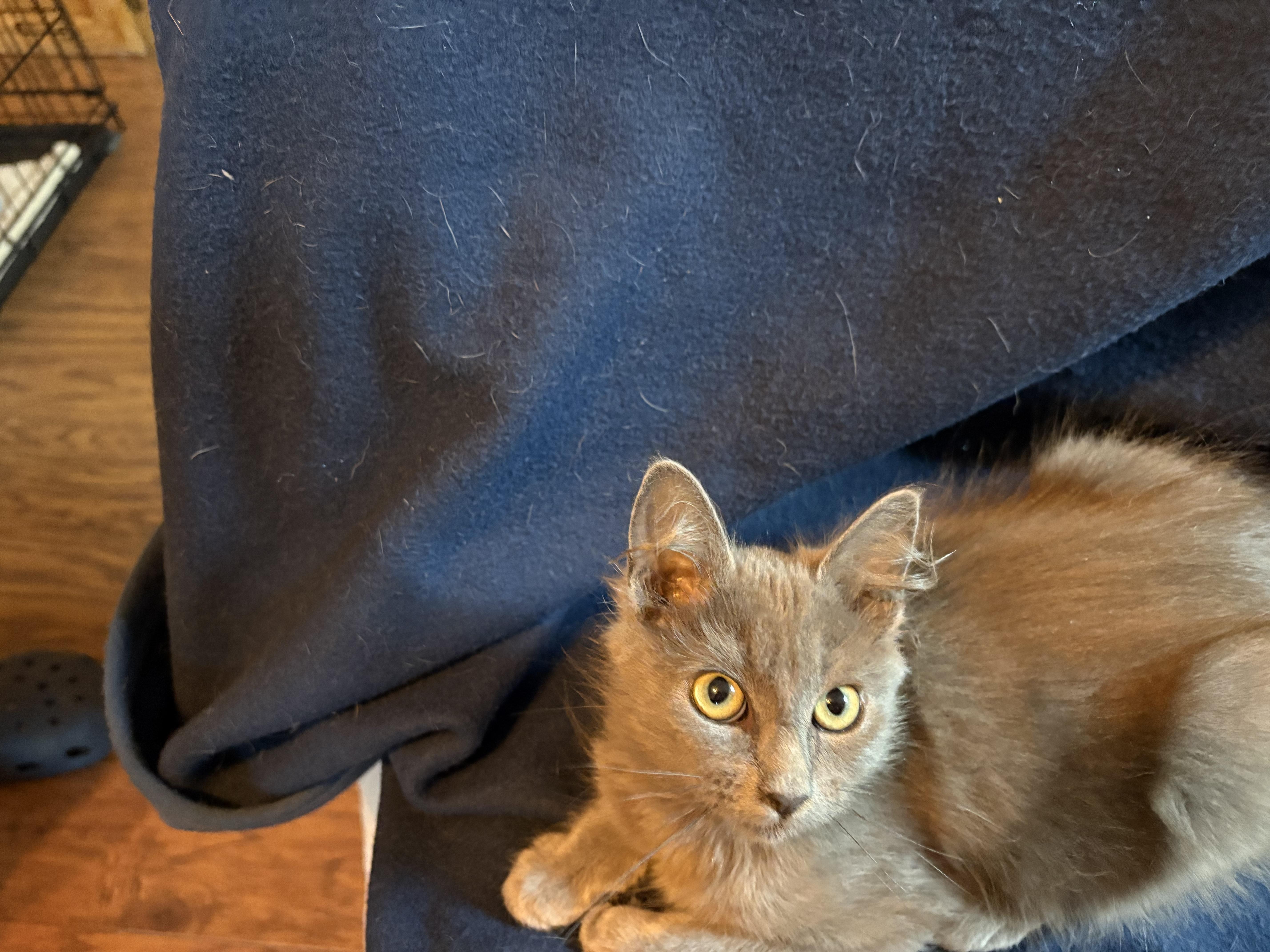 Enlarge Vixen, an adopted mixed breed in Lodi, CA image 3/6