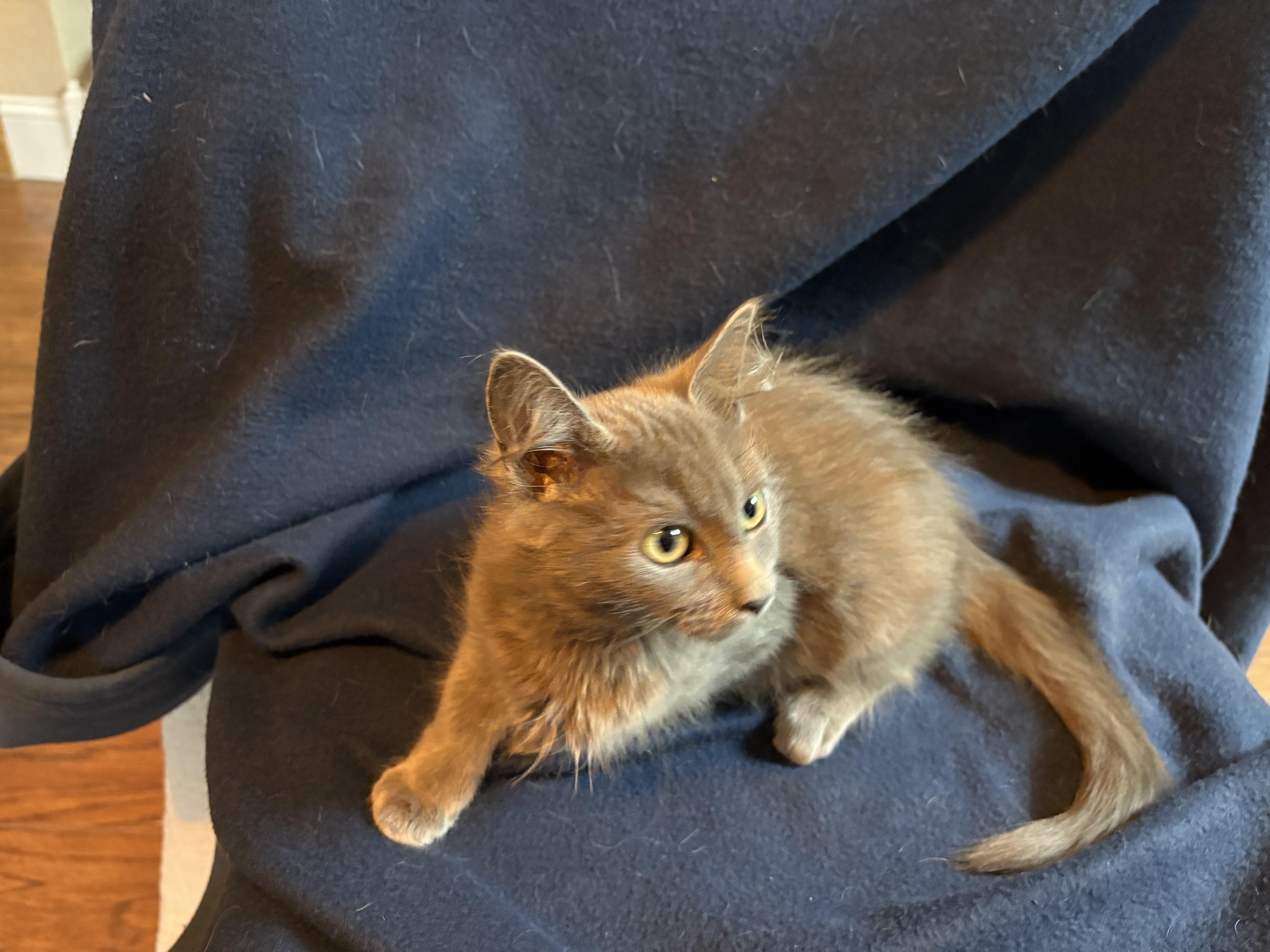 Enlarge Vixen, an adopted mixed breed in Lodi, CA image 4/6