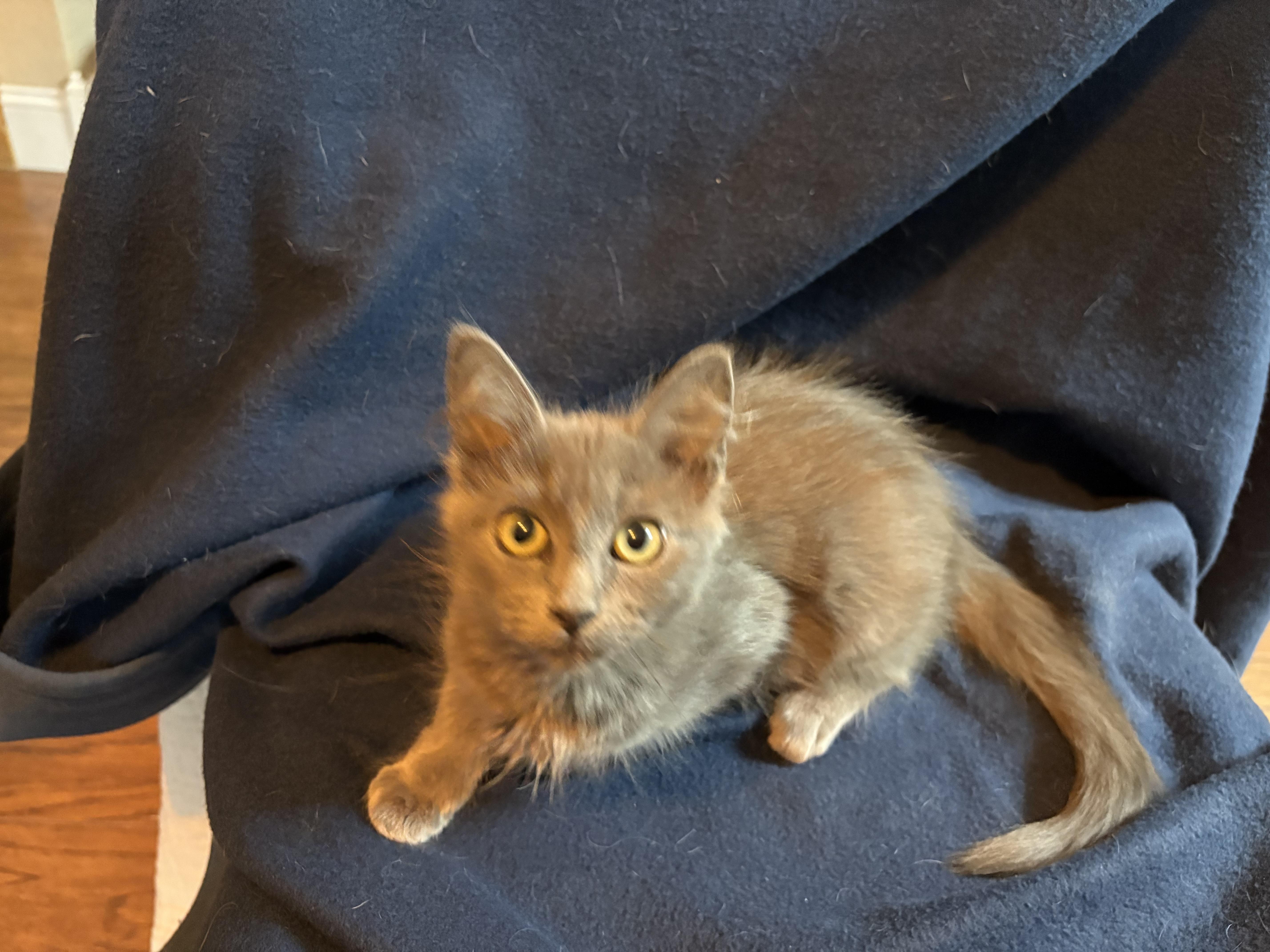Enlarge Vixen, an adopted mixed breed in Lodi, CA image 5/6