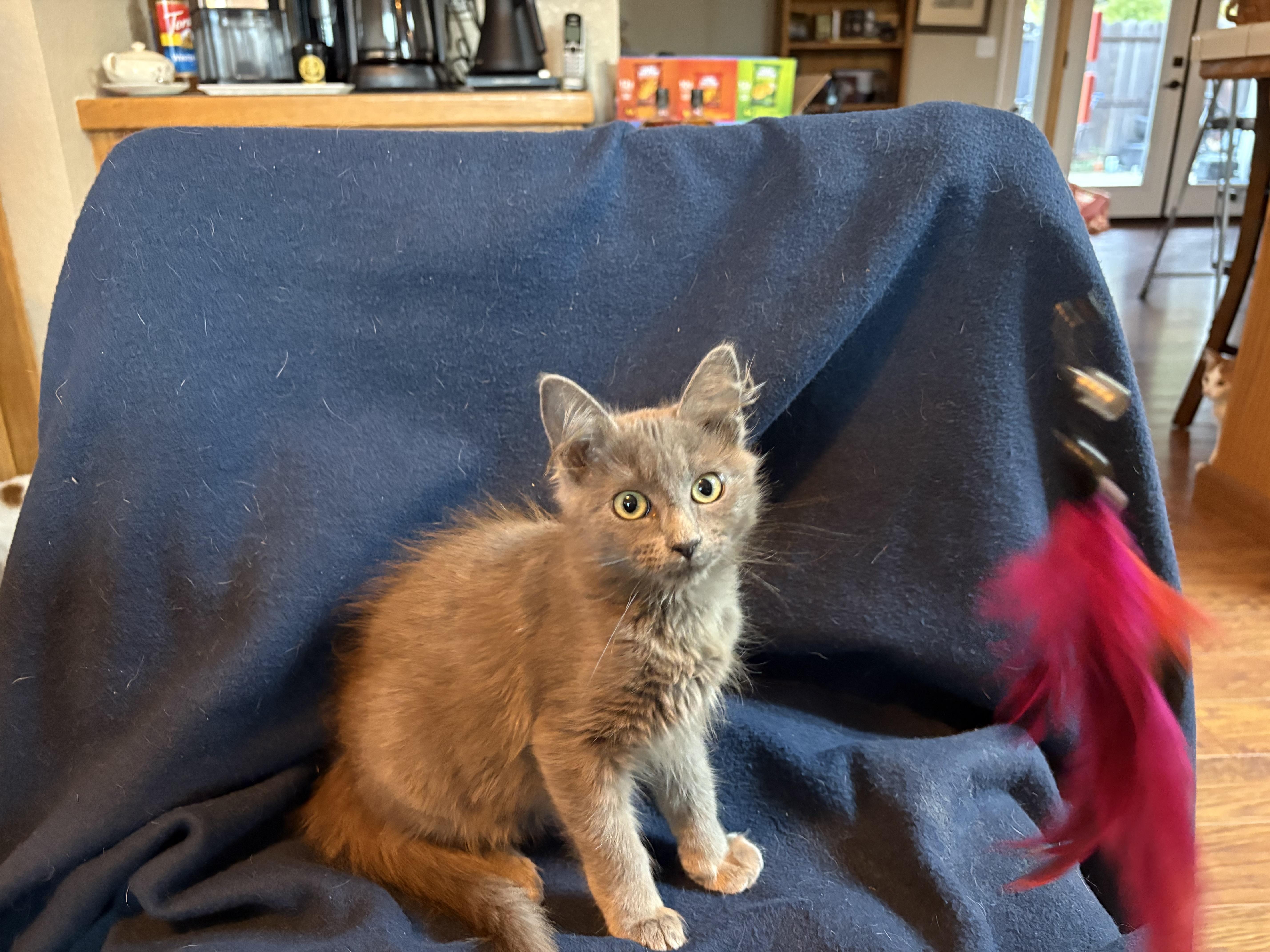 Enlarge Vixen, an adopted mixed breed in Lodi, CA image 6/6
