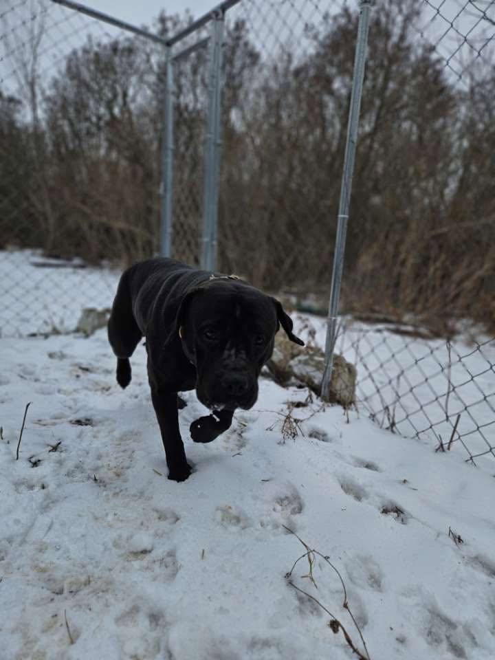 Enlarge Lola, a ADOPTABLE Cane Corso in Woodstock, ON image 5/5