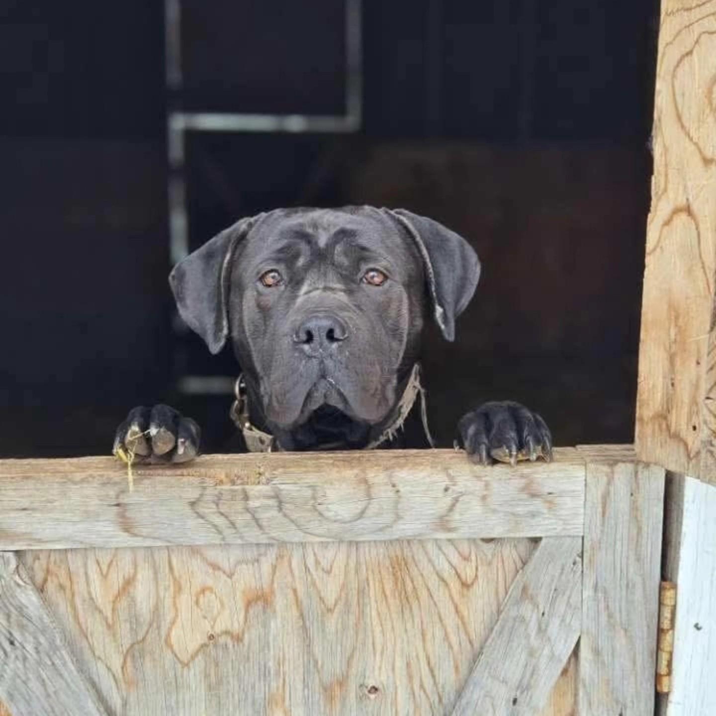 Enlarge Lola, a ADOPTABLE Cane Corso in Woodstock, ON image 2/5