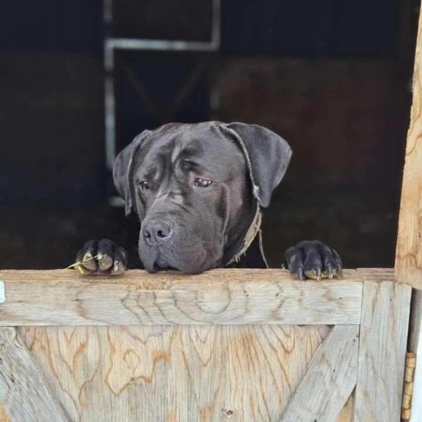 Enlarge Lola, a ADOPTABLE Cane Corso in Woodstock, ON image 4/5