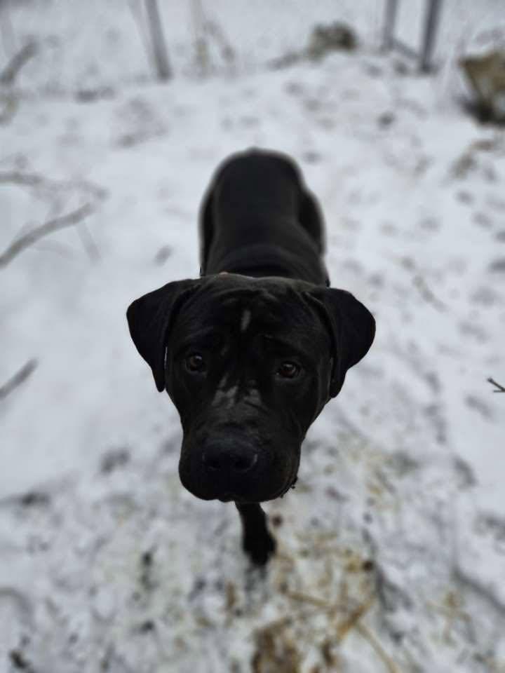 Enlarge Lola, a ADOPTABLE Cane Corso in Woodstock, ON image 1/5
