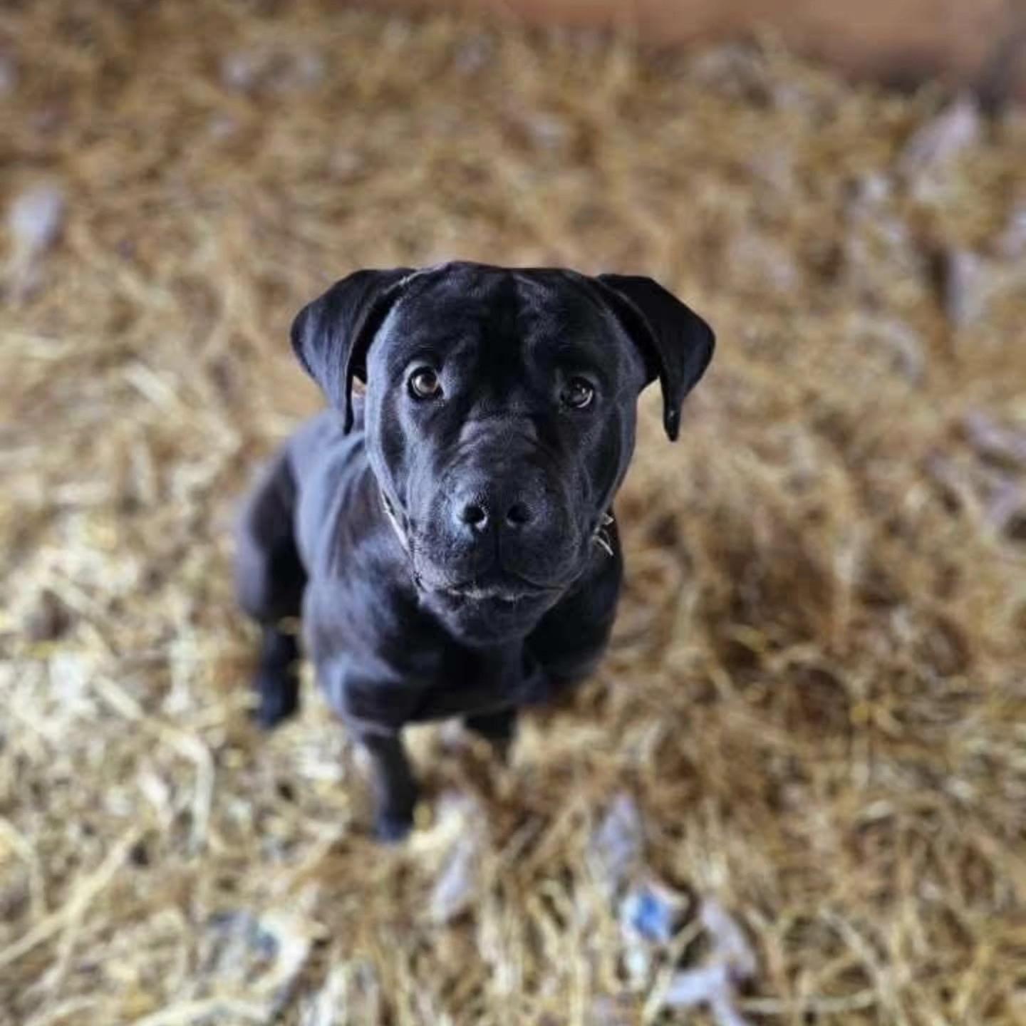 Enlarge Lola, a ADOPTABLE Cane Corso in Woodstock, ON image 3/5