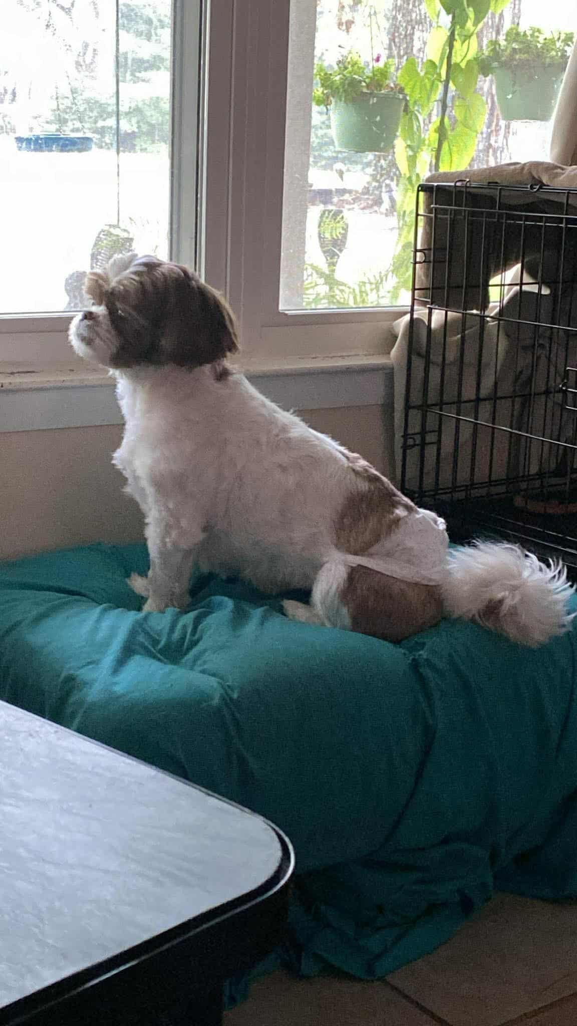 Enlarge Samson, a Adoptable Shih Tzu in Gulfport, MS image 1/3