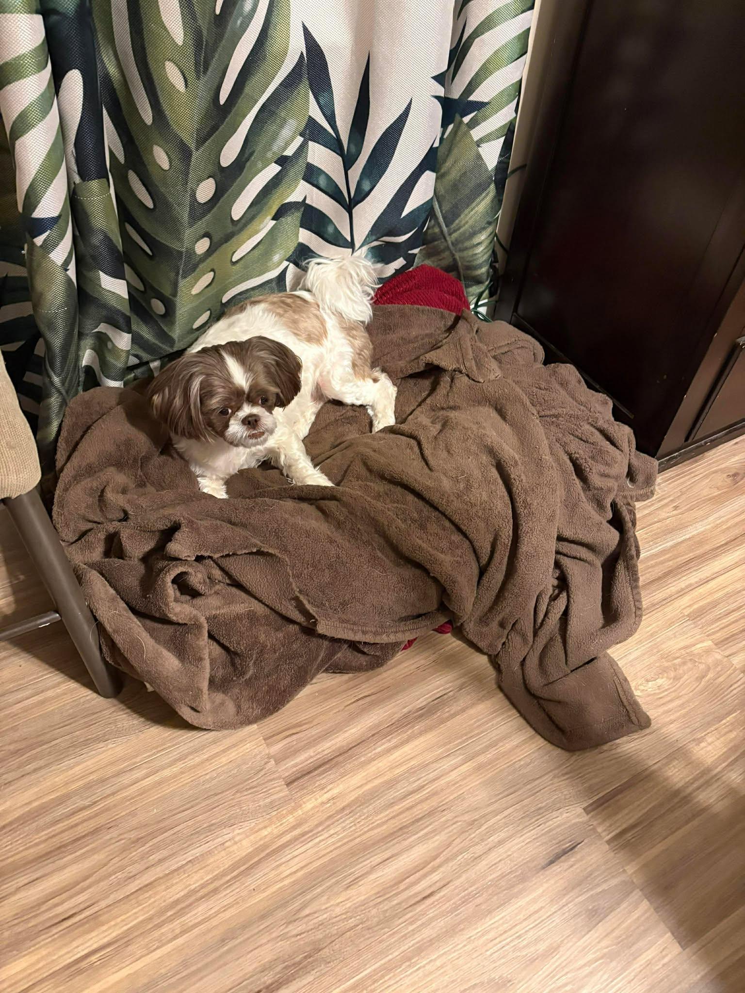 Enlarge Samson, a Adoptable Shih Tzu in Gulfport, MS image 2/3