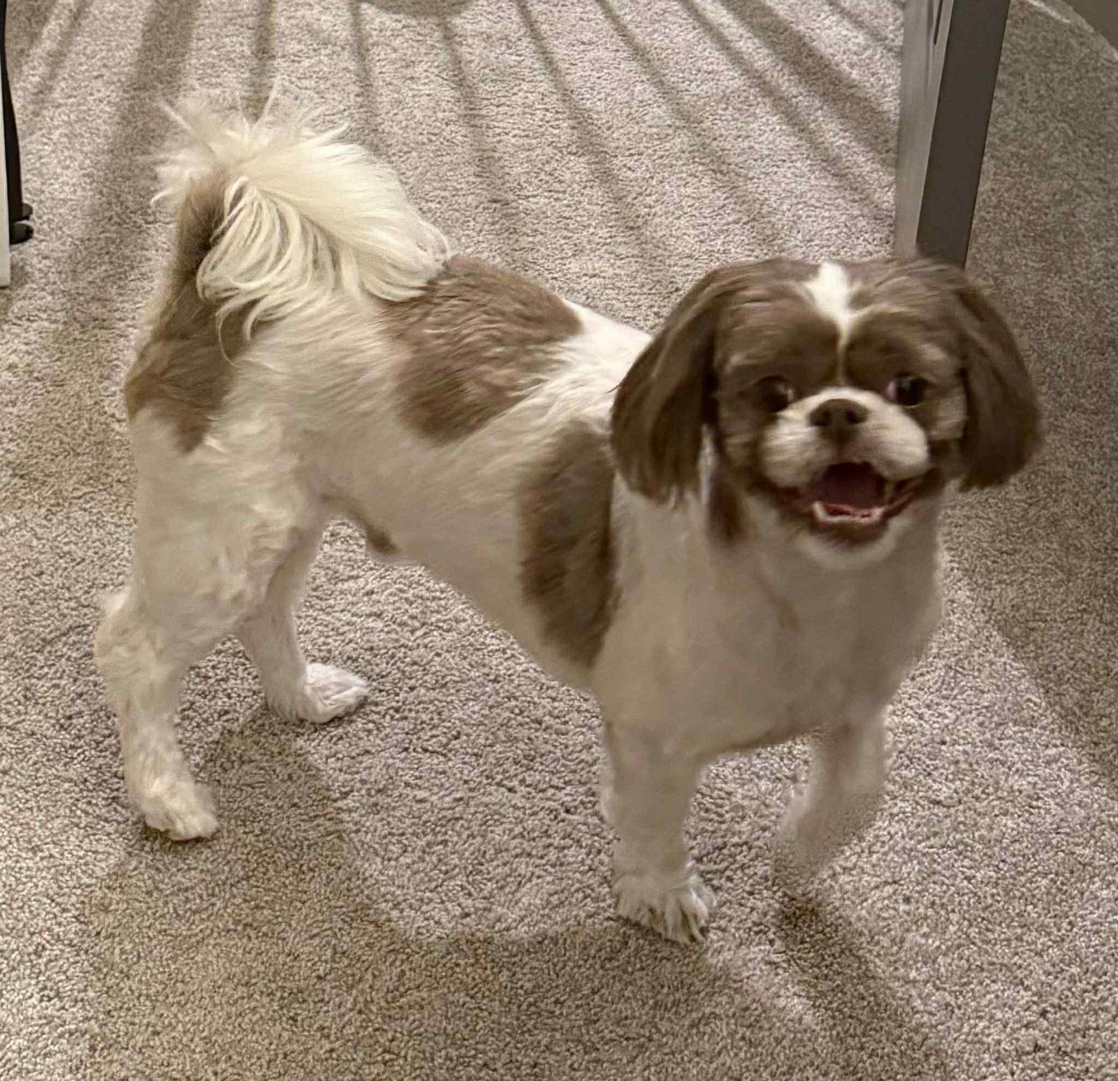 Enlarge Samson, a Adoptable Shih Tzu in Gulfport, MS image 3/3