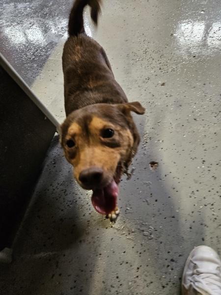 26-10-2938b, Adoptable, Adult Male Beagle.