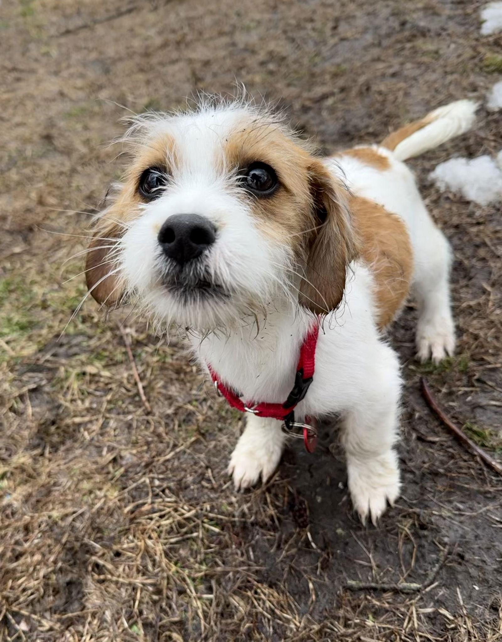 Gator Football *LOCAL*