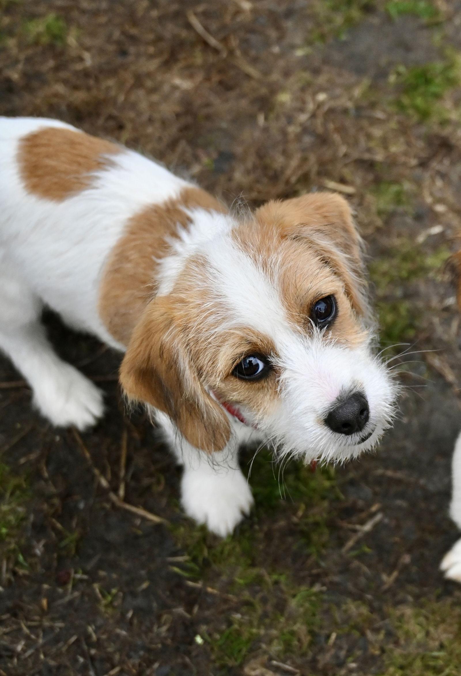 Gator Football *LOCAL* — thumbnail 2