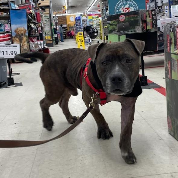 Biggs, Adoptable, Adult Male Mixed Breed.