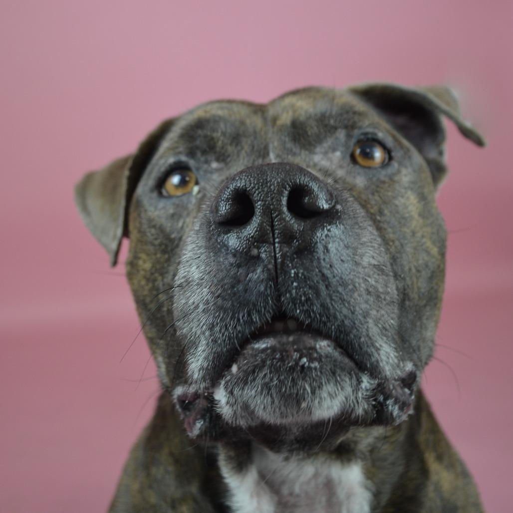 Enlarge Biggs, a Adoptable Mixed Breed in Bangall, NY image 2/4