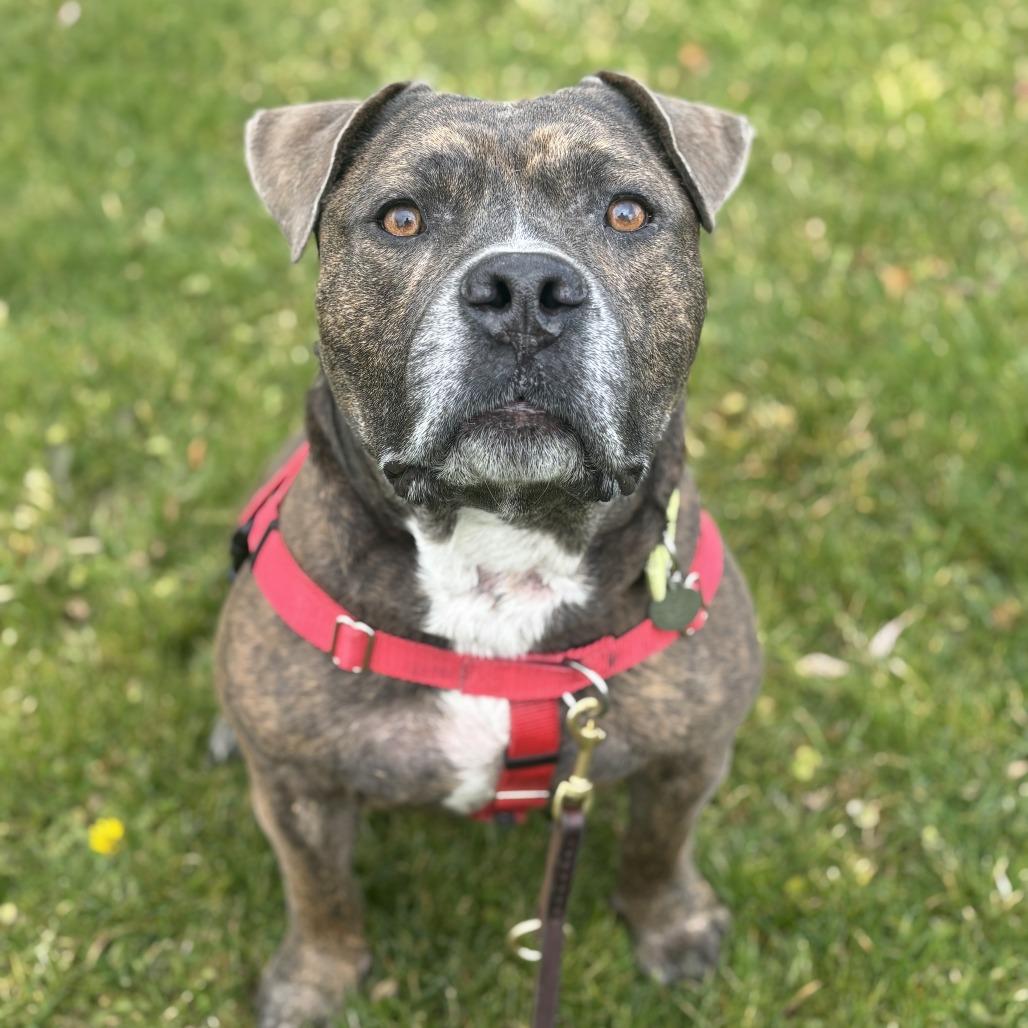 Enlarge Biggs, a Adoptable Mixed Breed in Bangall, NY image 3/4