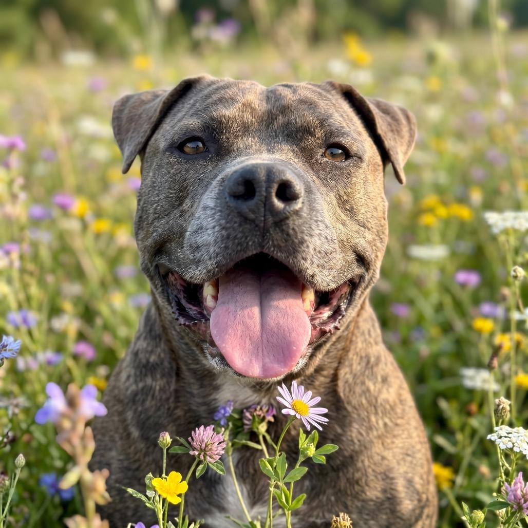Enlarge Biggs, a Adoptable Mixed Breed in Bangall, NY image 3/6