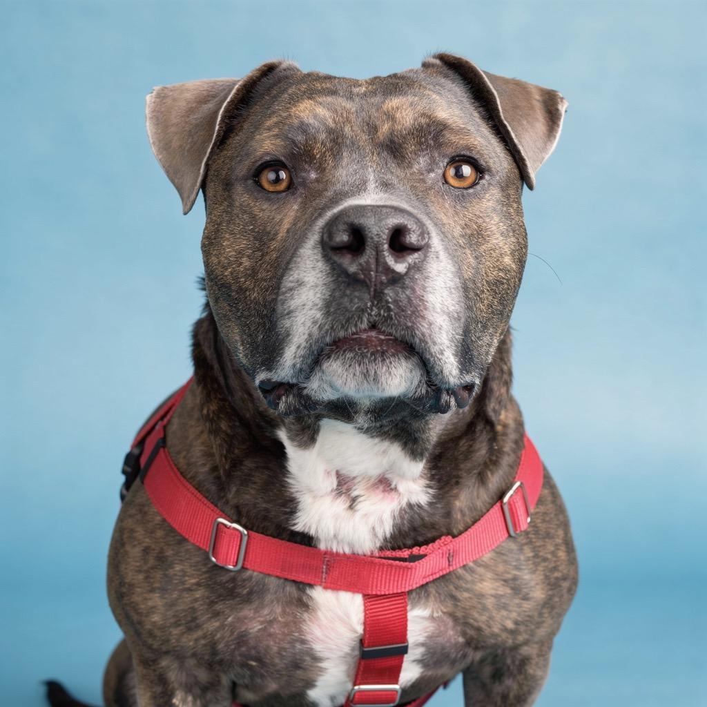 Enlarge Biggs, a Adoptable Mixed Breed in Bangall, NY image 3/5