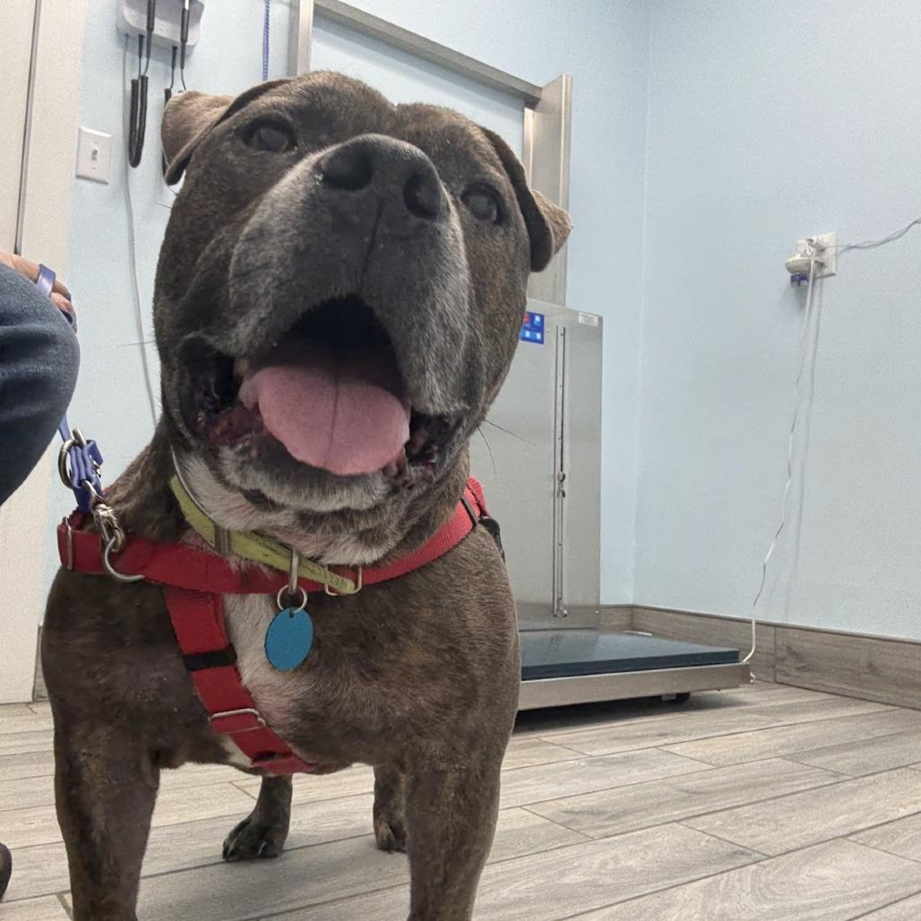 Enlarge Biggs, a Adoptable Mixed Breed in Bangall, NY image 4/4