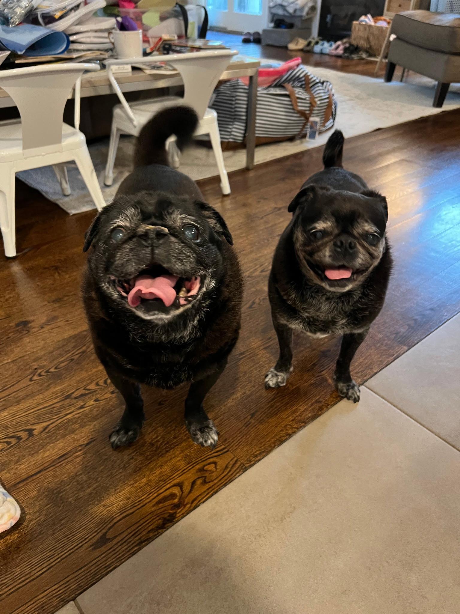 Chloe and Wilma, Adoptable, Young Female Pug.