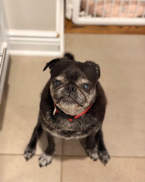 Chloe, Adoptable, Young Female Pug.