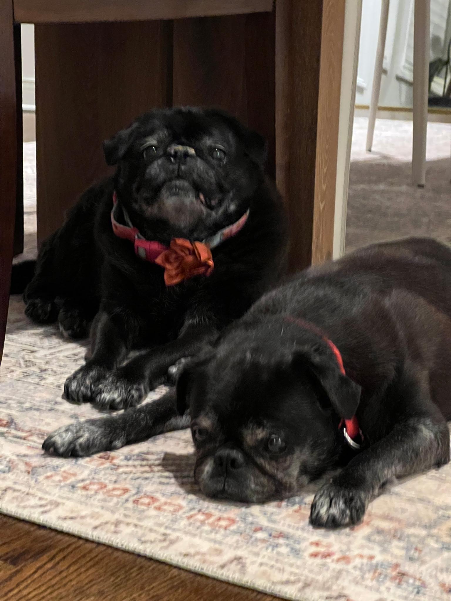 Enlarge Chloe and Wilma, a Adoptable Pug in Tenafly, NJ image 2/3