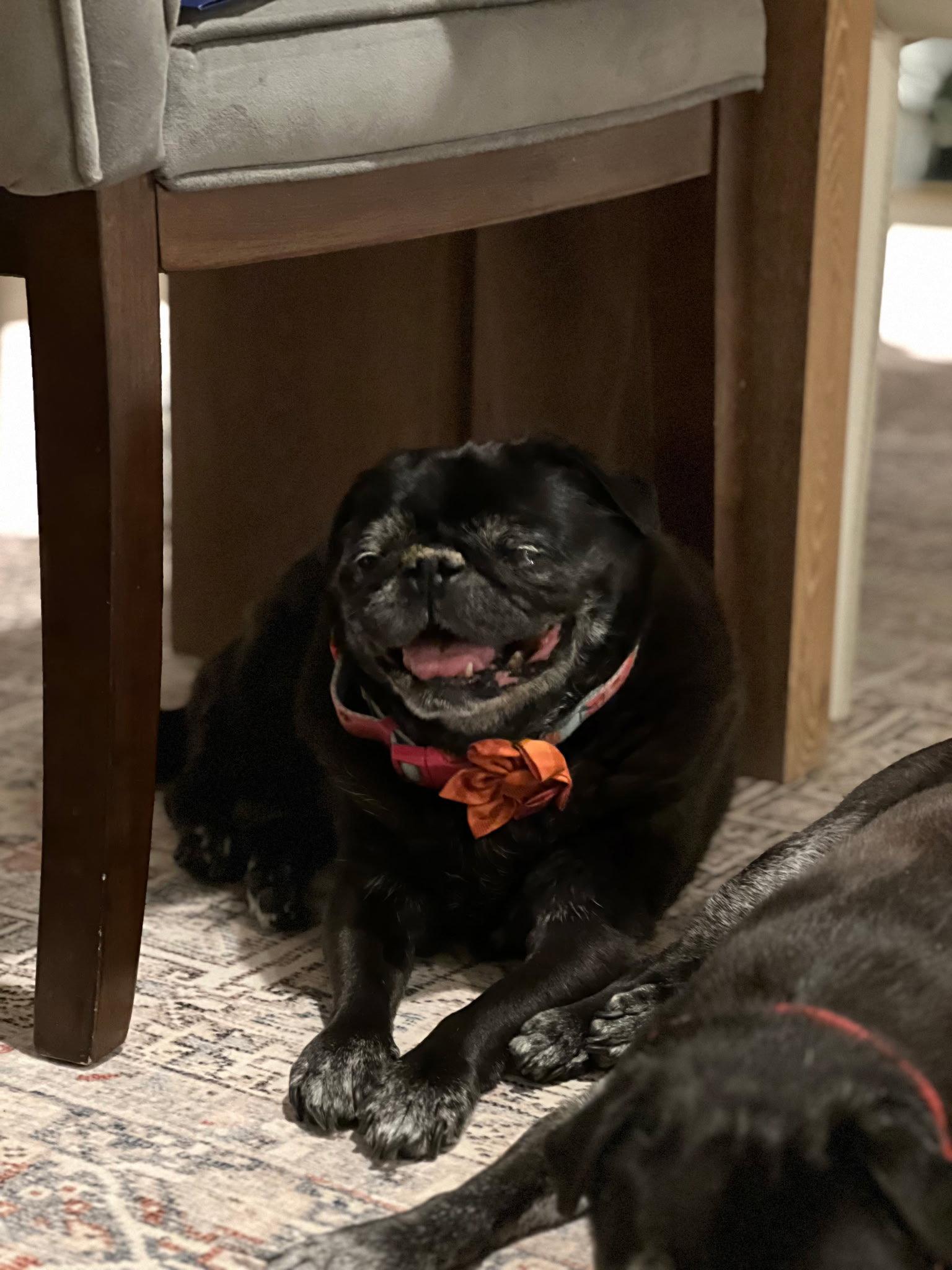 Enlarge Chloe and Wilma, a Adoptable Pug in Tenafly, NJ image 3/3