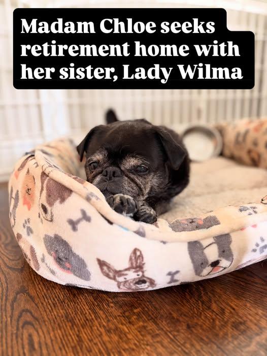 Chloe, Adoptable, Young Female Pug.
