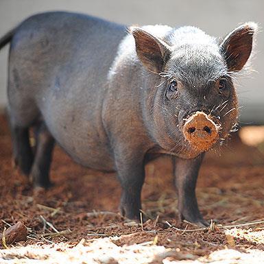 Enlarge Jubilee, a Adoptable Vietnamese Pot Bellied in Kanab, UT image 1/3