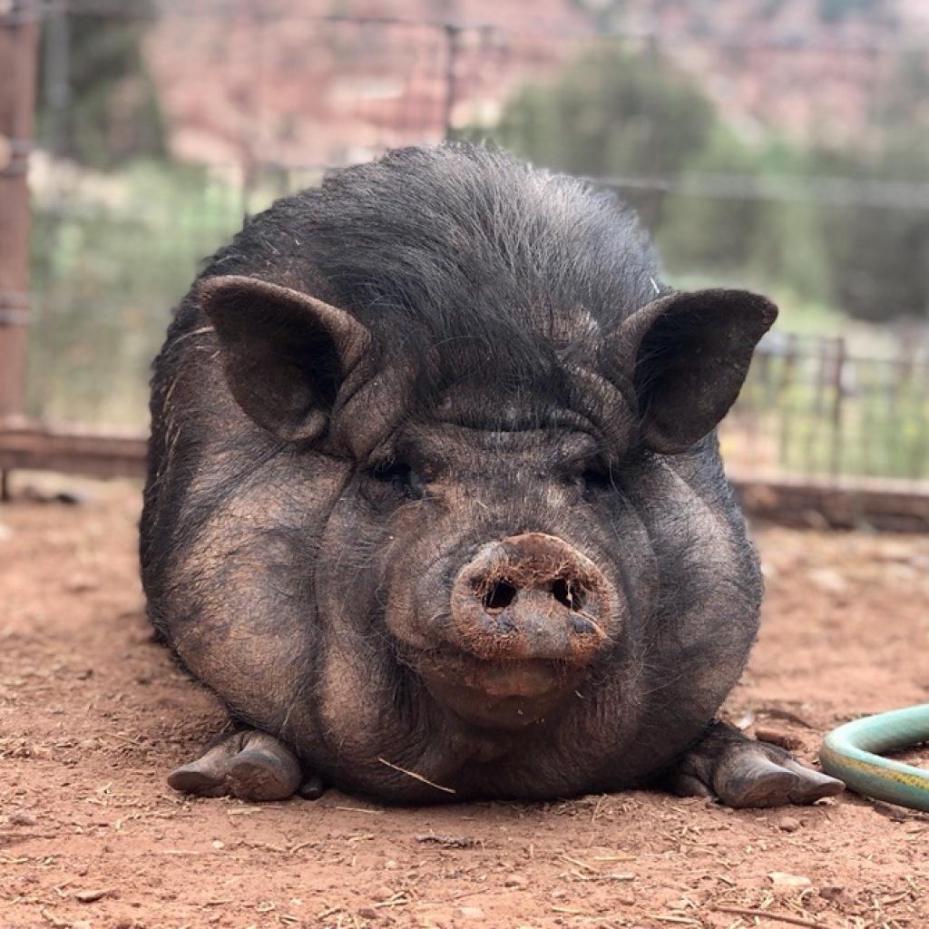 Enlarge Jubilee, a Adoptable Vietnamese Pot Bellied in Kanab, UT image 2/3