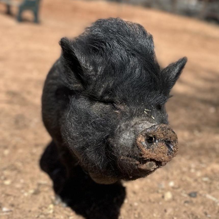 Enlarge Jubilee, a Adoptable Vietnamese Pot Bellied in Kanab, UT image 3/3