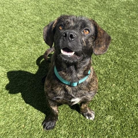 Enlarge MR. STUBBINS, an adopted mixed breed in Cranston, RI image 1/3