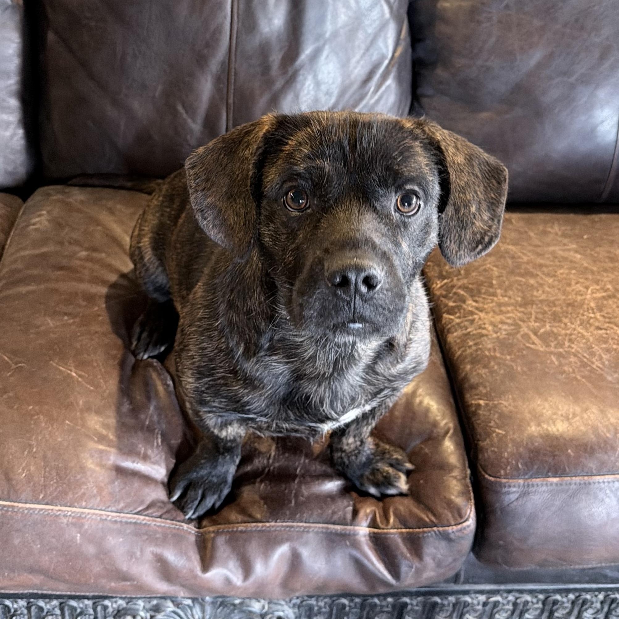 Enlarge MR. STUBBINS, an adopted mixed breed in Cranston, RI image 3/3