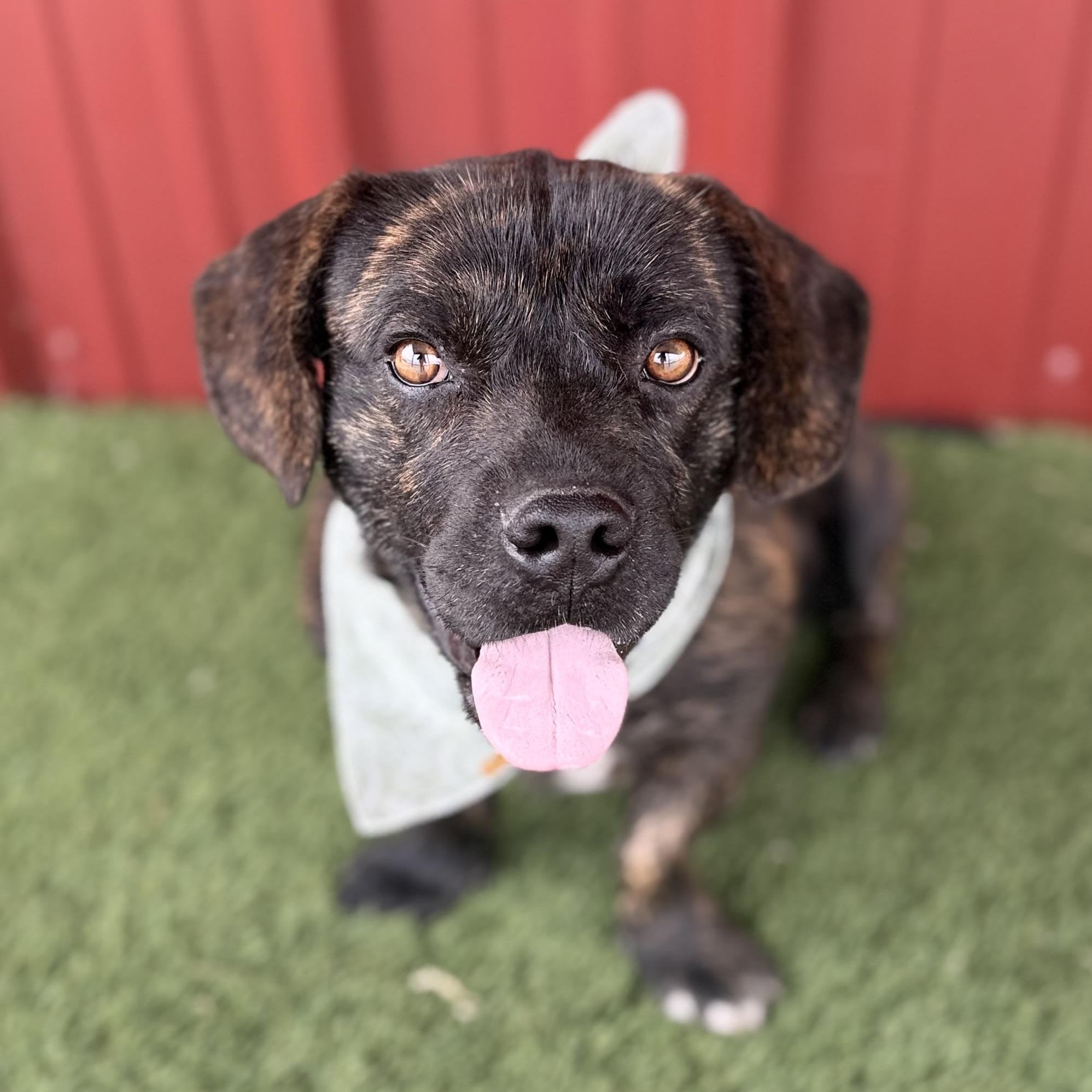 Enlarge MR. STUBBINS, an adopted mixed breed in Cranston, RI image 2/3