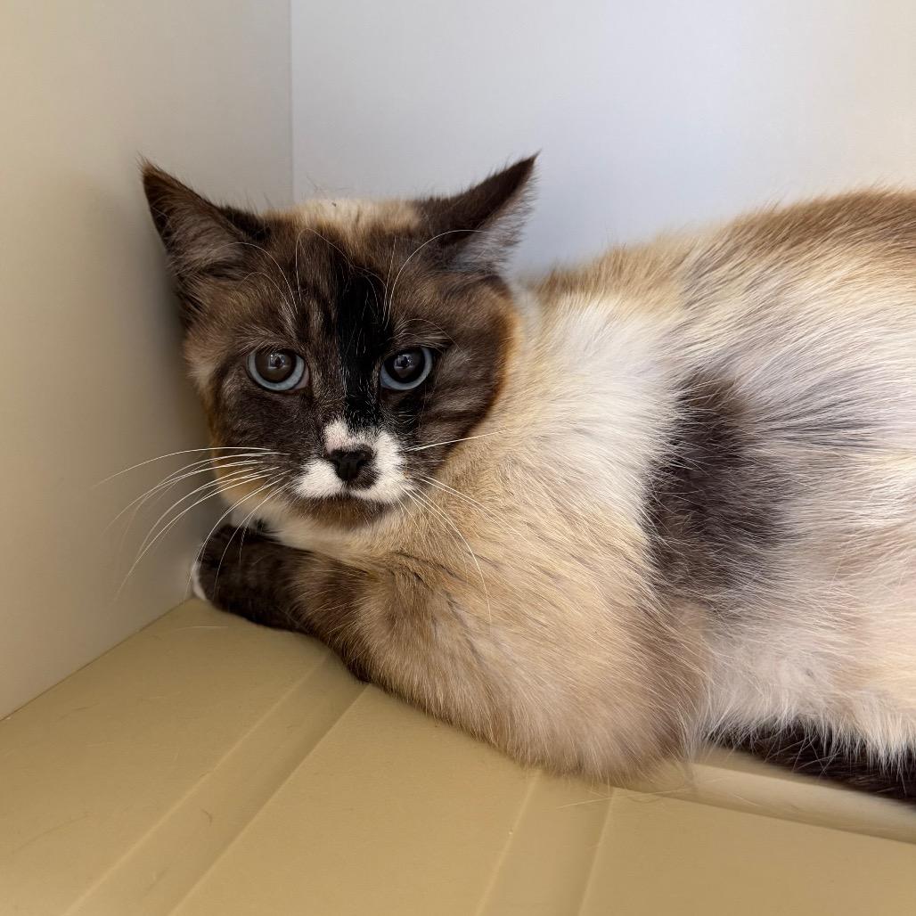 Dawn, Adoptable, Adult Female Domestic Short Hair & Siamese.