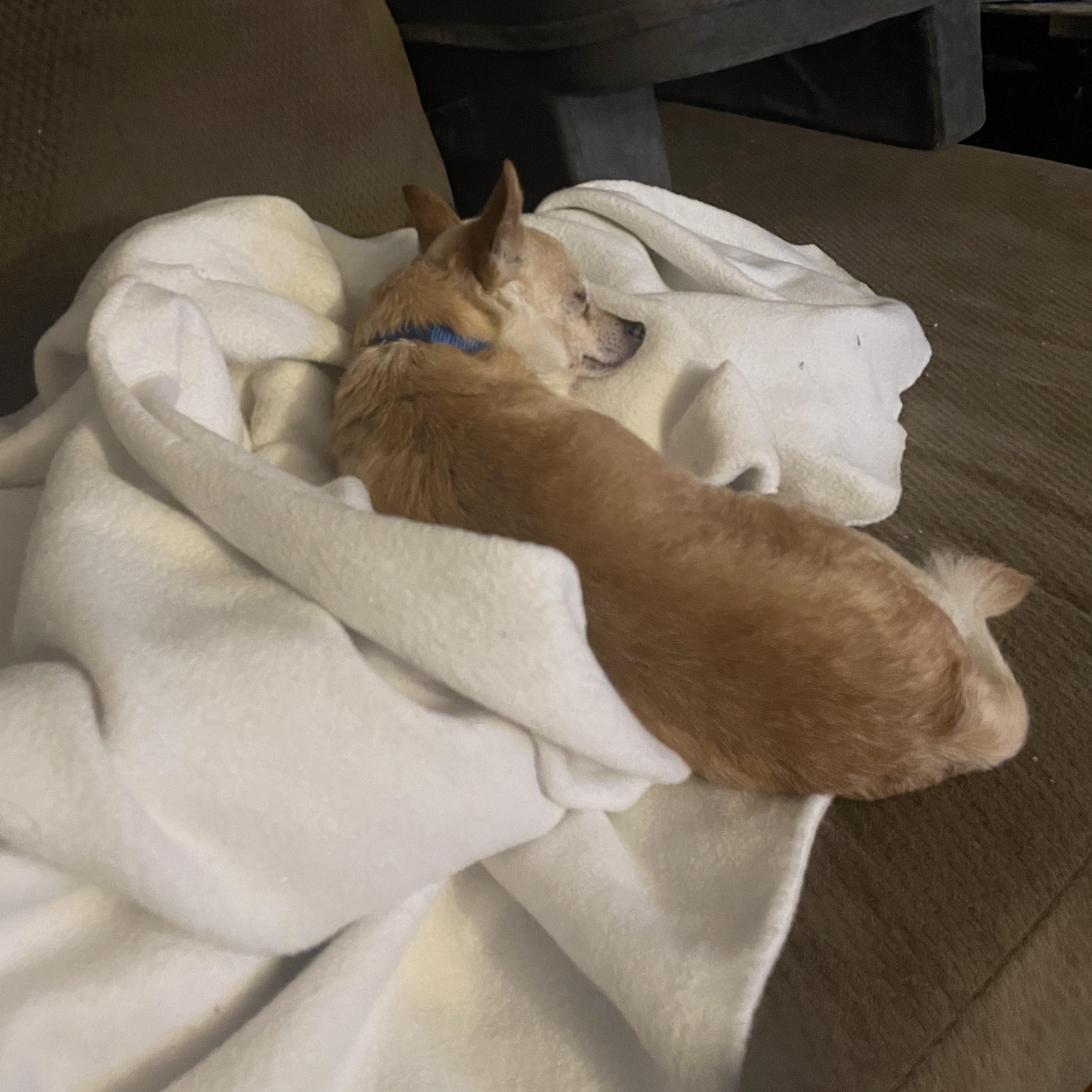 Enlarge Chico, a ADOPTABLE Chihuahua in Lexington, KY image 3/3