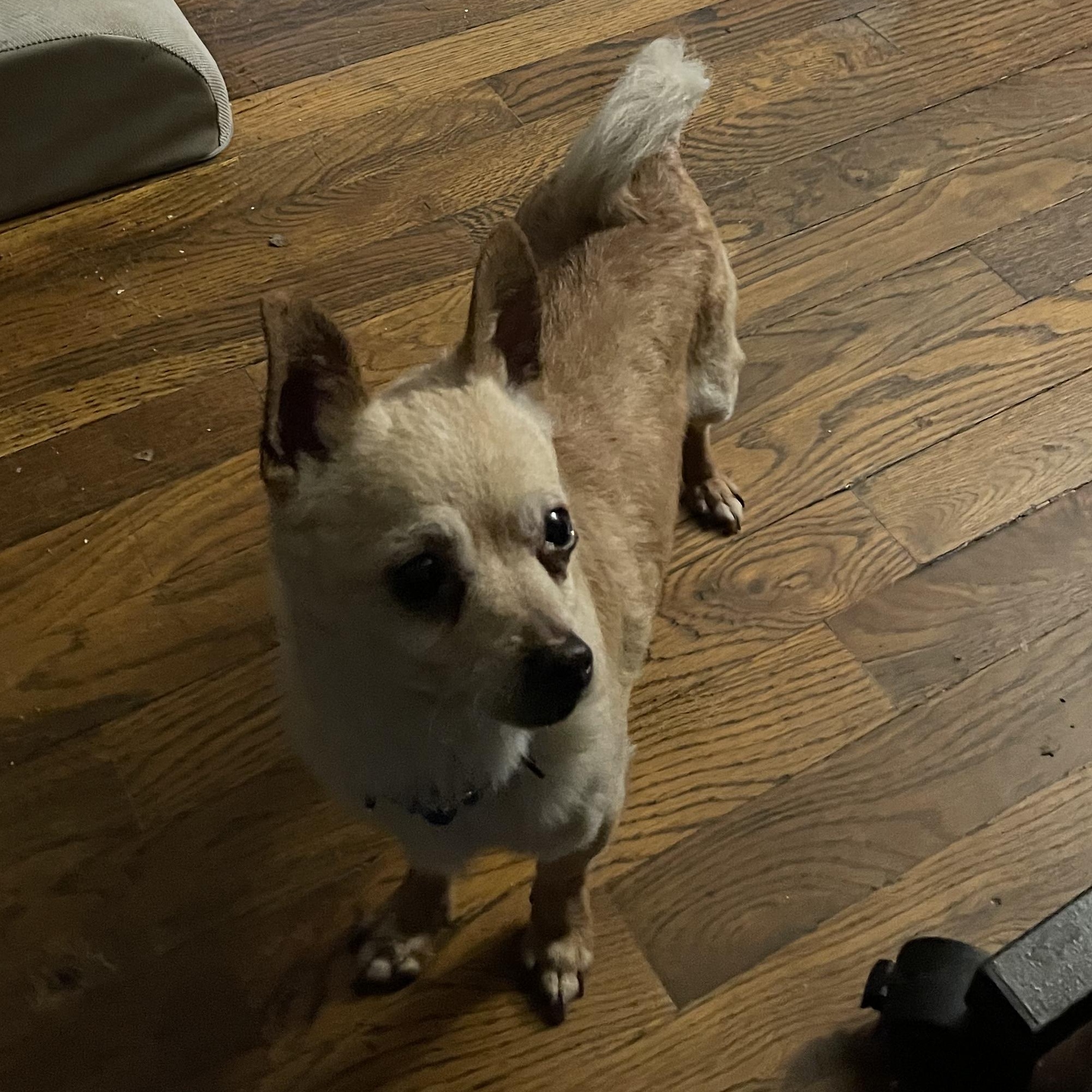 Enlarge Chico, a ADOPTABLE Chihuahua in Lexington, KY image 2/3