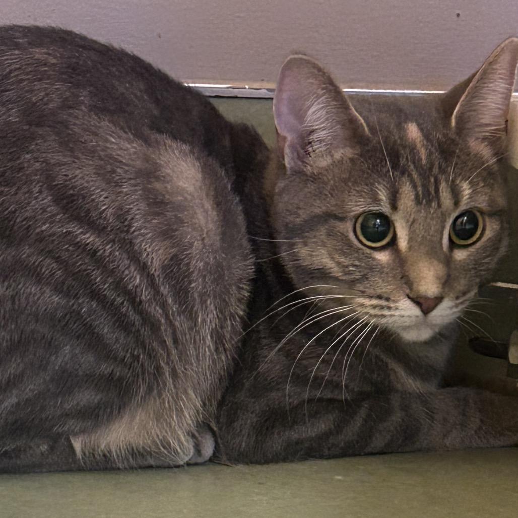 Enlarge Minsie, a Adoptable American Shorthair in Norman, OK image 1/2