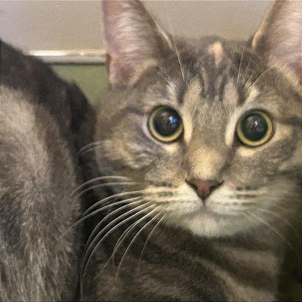 Enlarge Minsie, a Adoptable American Shorthair in Norman, OK image 2/2