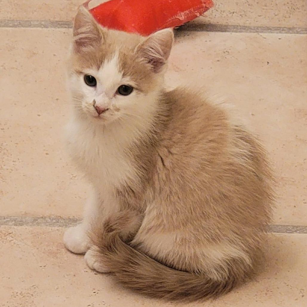 Enlarge Patches, a Adoptable Domestic Short Hair in Winchester, VA image 1/1