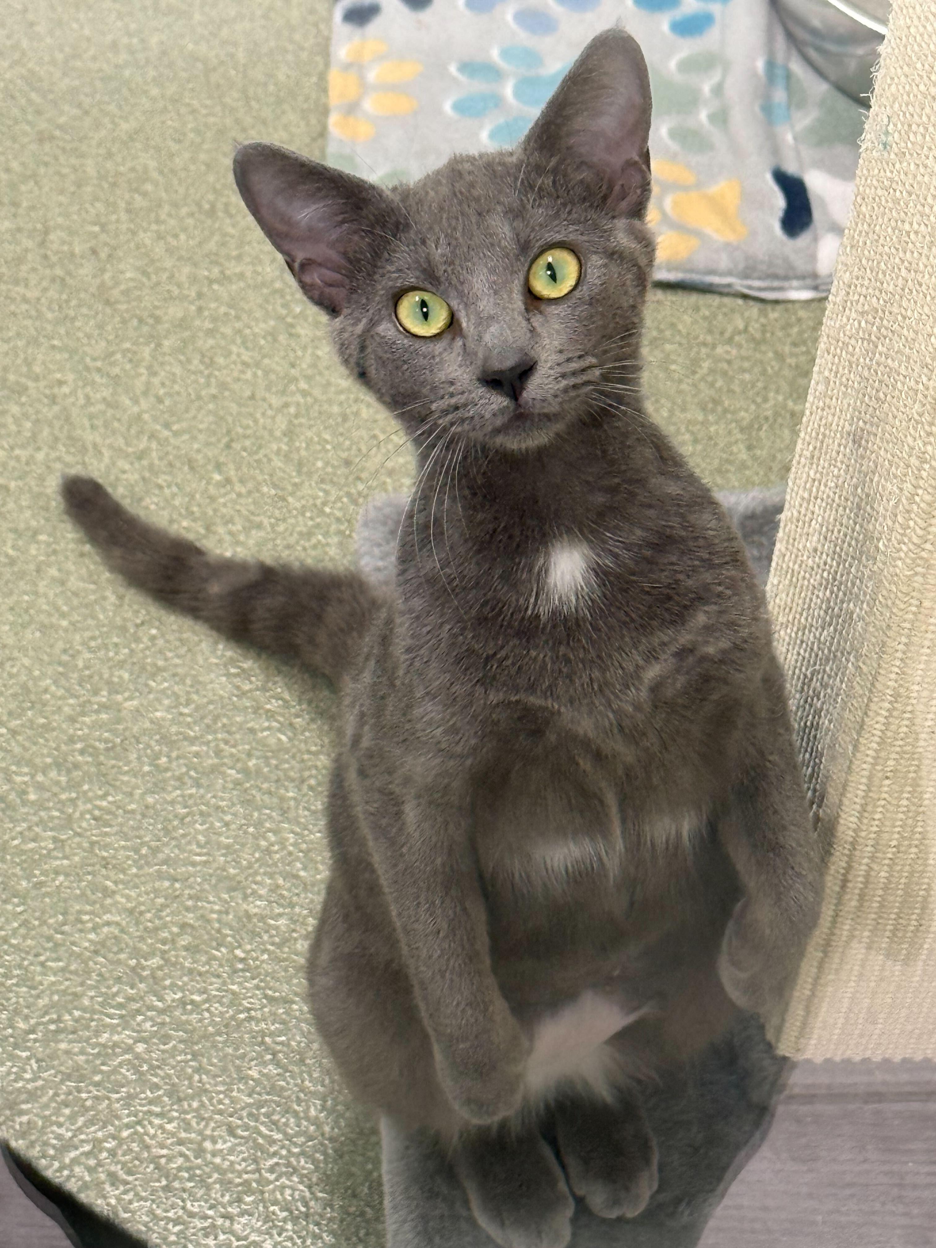 Shadow, ADOPTABLE, Young Female American Shorthair.
