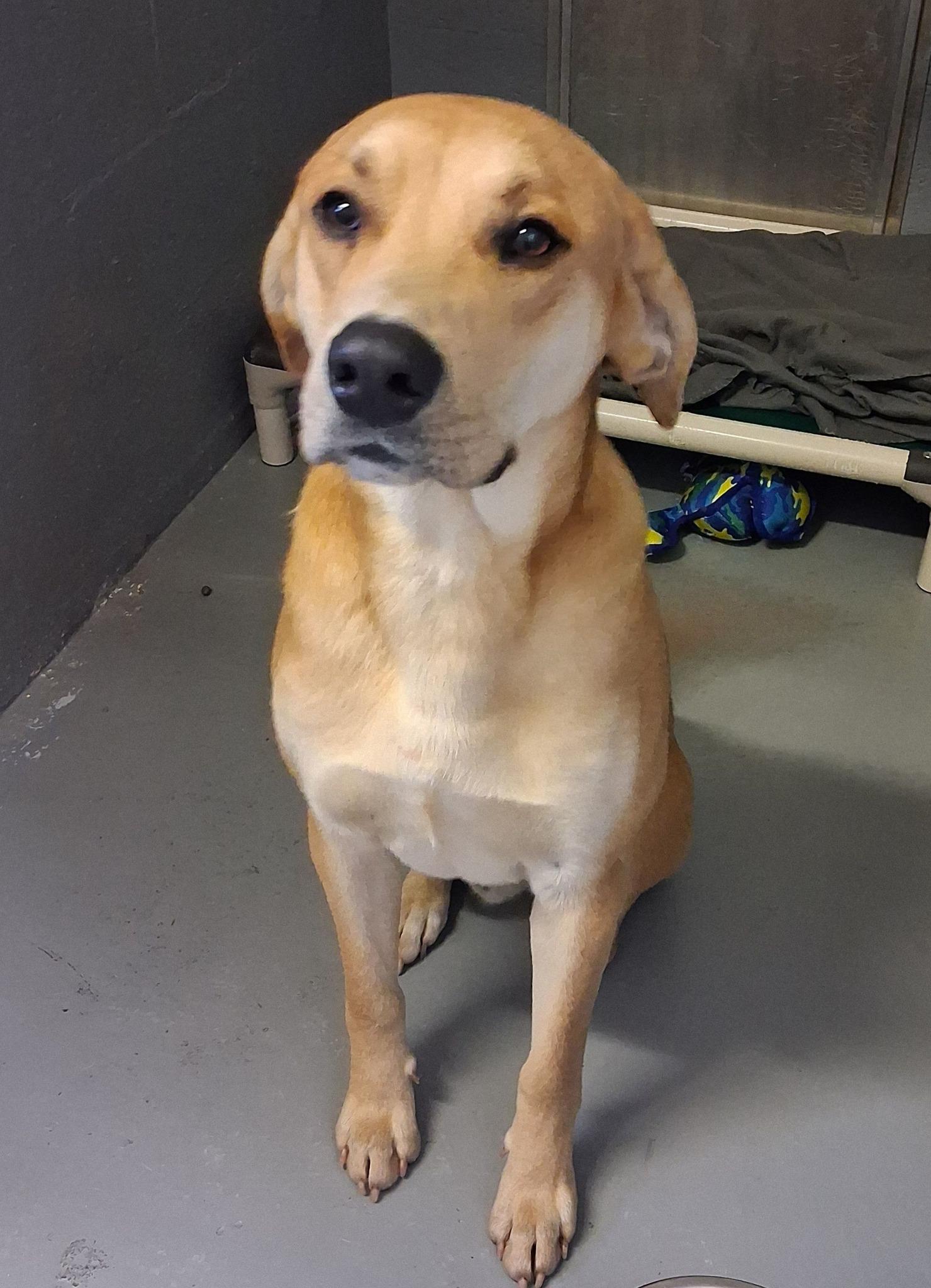 Enlarge Willam, a ADOPTABLE mixed breed in Stuart, VA image 1/1