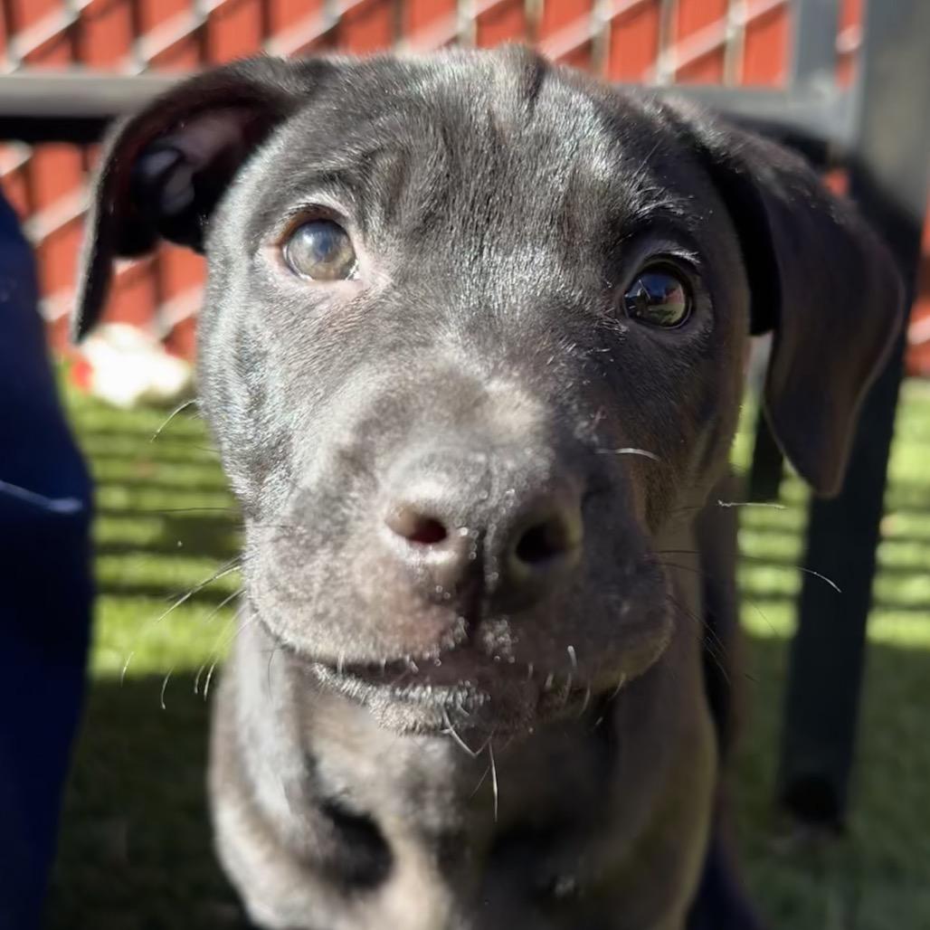 Bowser, Adoptable, Puppy Male Black Labrador Retriever & Mixed Breed.