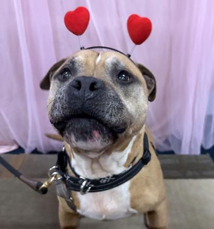 HankTheTank, a Adoptable mixed breed in Richmond, VA image 1/3