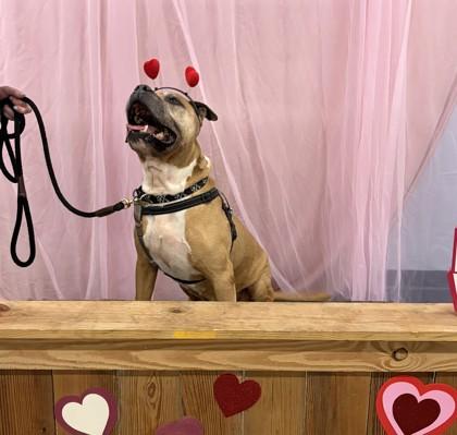 HankTheTank, a Adoptable mixed breed in Richmond, VA image 2/3