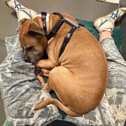 HankTheTank, a Adoptable mixed breed in Richmond, VA image 3/3