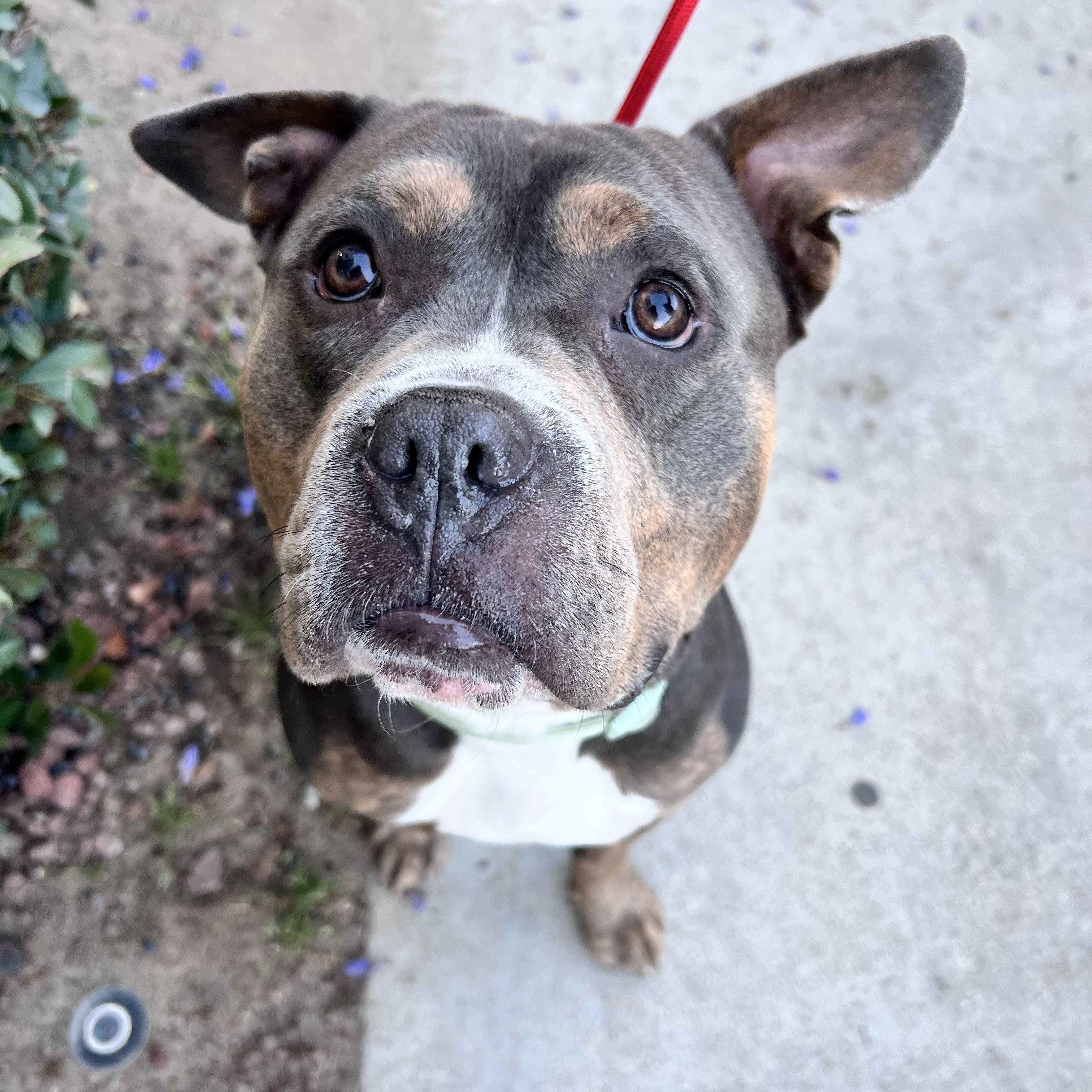 Bruce, a Adoptable Pit Bull Terrier in Cool, CA image 5/6