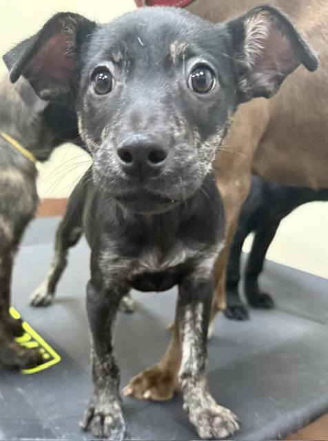 Enlarge Skye, a Adoptable Dutch Shepherd in Lake Hopatcong, NJ image 2/3