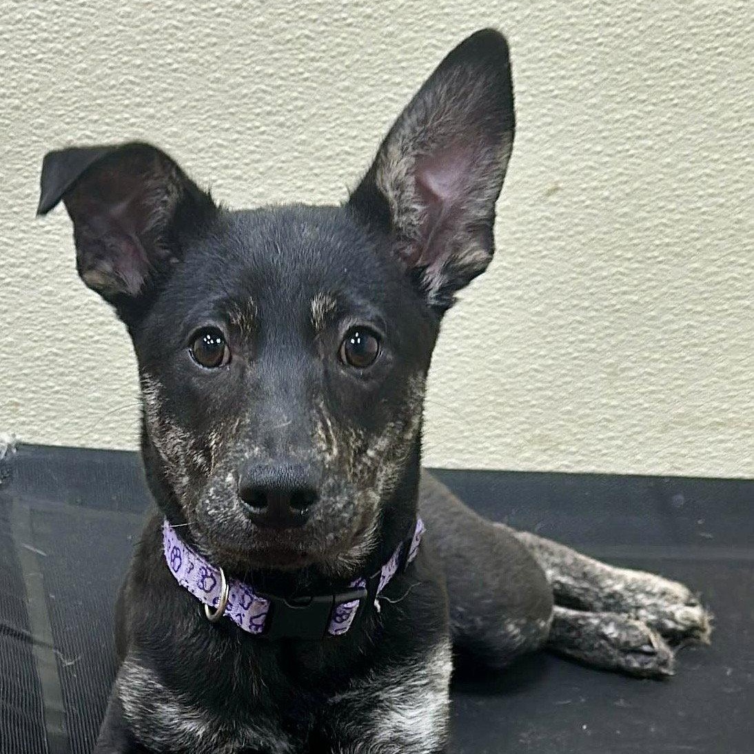 Skye, Adoptable, Puppy Female Dutch Shepherd.